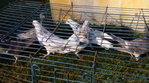 Как получить мраморных голубей