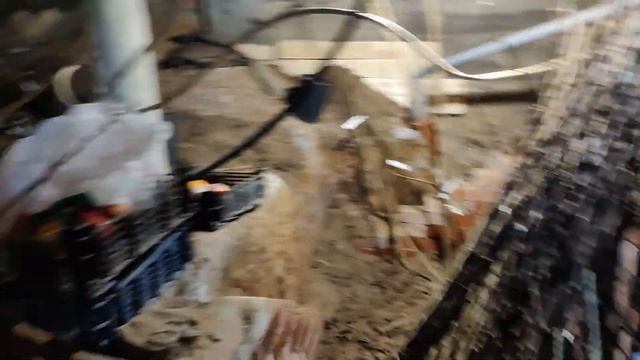 Памяти Ульянищева сорт яблони в Московской области. Молодое дерево яблони. смотреть онлайн