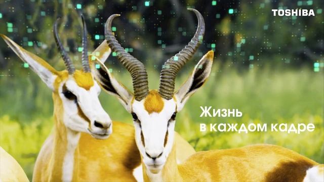 Уют в любом интерьере с Toshiba V35L!