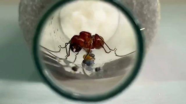 БОРОДАТЫЙ МУРАВЕЙ ЖНЕЦ||POGONOMYRMEX BARBATUS|| рассказ о виде… смотреть онлайн