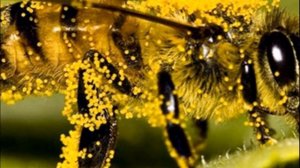 Что опыляет черешню и как происходит этот процесс