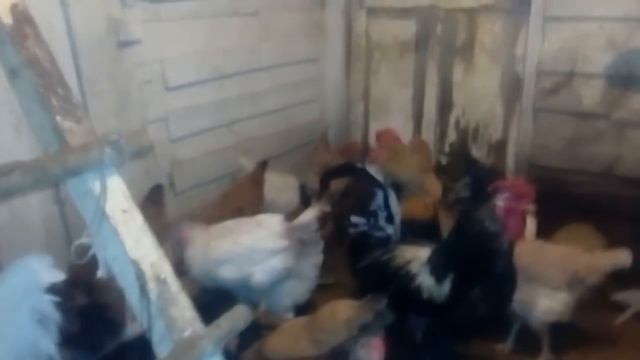 Чем глистогоню свою птицу / много яиц не бывает почему смотреть онлайн