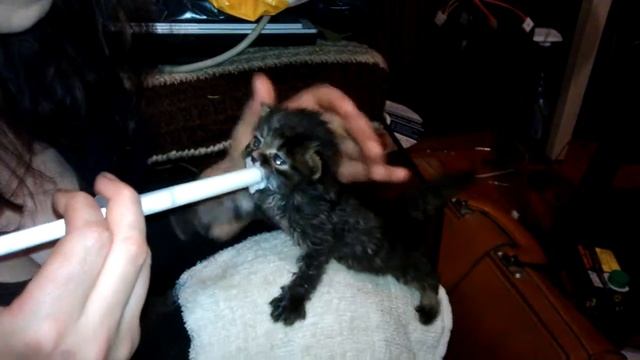 Кошка заболела, котят кормят из шприца смотреть онлайн
