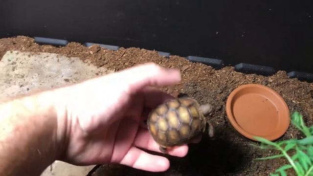 Baby Red Footed Tortoise setup смотреть онлайн