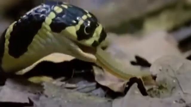 Змея есть змею отвратительное зрелище! слабонервным несмотрет