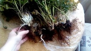 Что делать с анемонами осенью