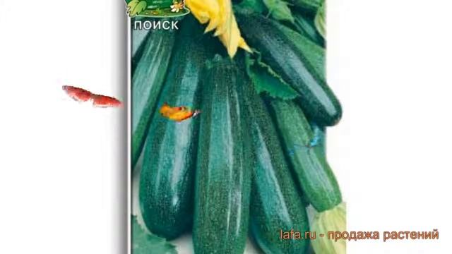 Кабачок обыкновенный Цукеша (tsukesha) ? кабачок Цукеша обзор: как сажать семена кабачка Цукеша смотреть онлайн