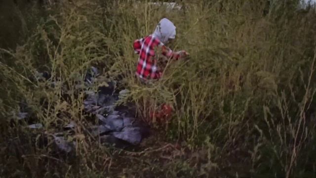 Сбор моркови. Щедрый урожай. Жизнь в селе. смотреть онлайн