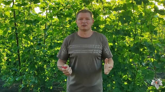 Чеканка Винограда! Делать или нет? смотреть онлайн