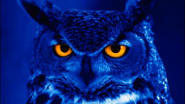 Owl - Call / Sound смотреть онлайн