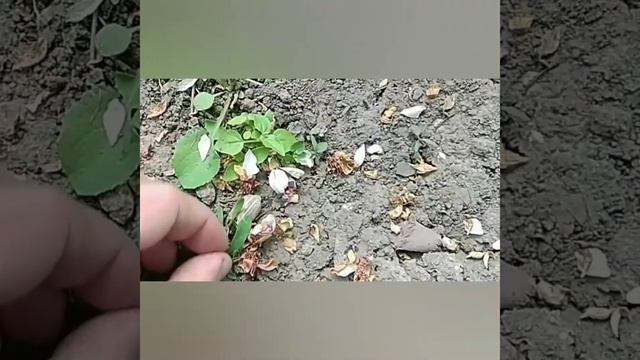 майский жук вредитель! смотреть онлайн