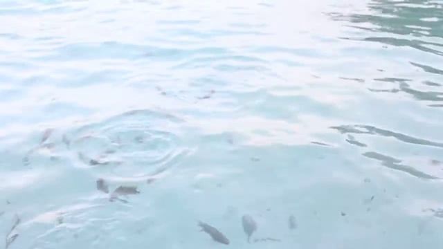 Кормим рыбок на Мальдивах смотреть онлайн