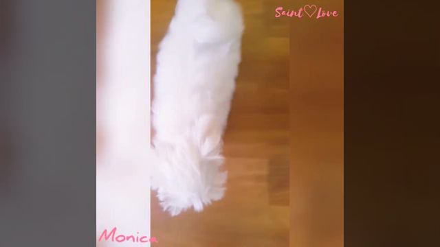 Maltese Monica ♡ Мальтезе Моника смотреть онлайн