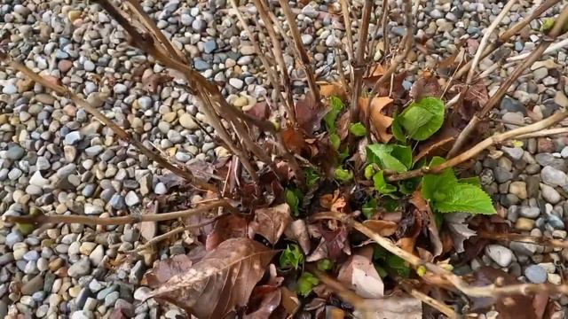 Hydrangea plant FALL maintenance - What to do in fall DIY смотреть онлайн