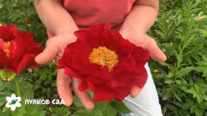 Mackinac grand peony. Макинак Гранд пион. Пулков сад