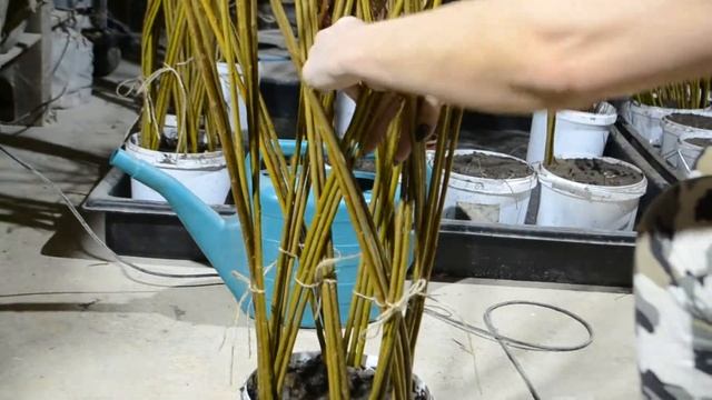 Плетение дерева из ивы 36 прутов смотреть онлайн