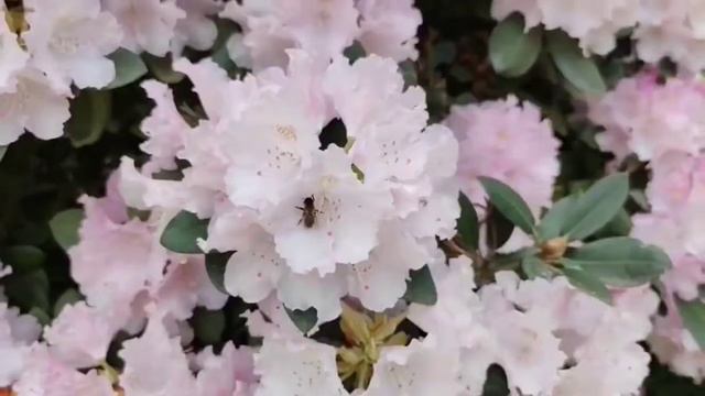 Pruhonice Park. Prague. смотреть онлайн