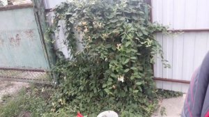 Планы на день. Летняя обрезка кустов. Формирую каприфоль и розу. часть 1