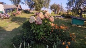 Гортензия Лайм Лайт в середине сентября ??.