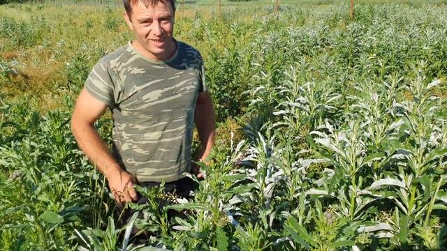 Борьба с сорняками. Как навсегда побороть осот. Злобный сорняк на вашем участке.