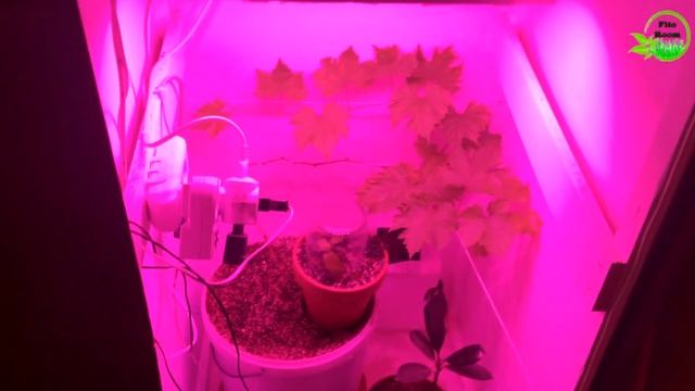 Виноград Атос под fito led 100w в growbox. №7 смотреть онлайн