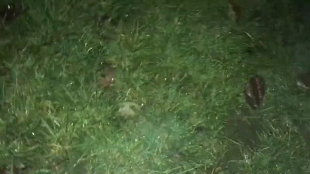 Ягдтерьер Дуглас продолжение. смотреть онлайн