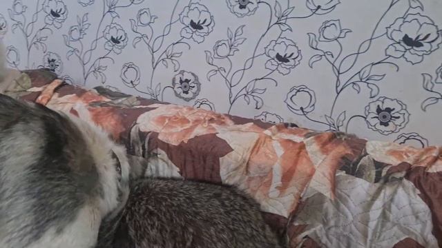 Забавные животные енот Веня и собака Мэйсон. Крошка енот в хорошем настроении. смотреть онлайн