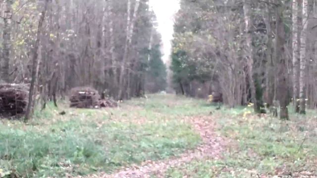 Расчистили тропу. Лосиный Остров смотреть онлайн