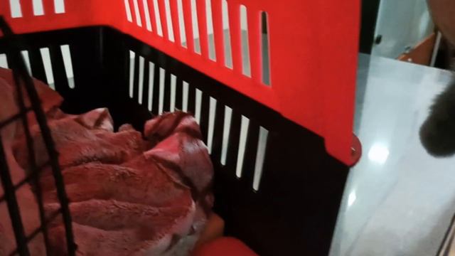 Ватсон молодец...первая прививка позади 🐈👏 смотреть онлайн