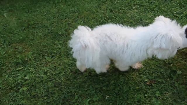 ЗВЕРОДЕТИ ЕДУТ В ЗВЕРОЛАГЕРЬ НА ПРИРОДЕ ДО КОНЦА ЛЕТА смотреть онлайн