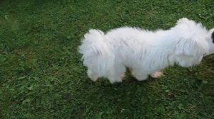 ЗВЕРОДЕТИ ЕДУТ В ЗВЕРОЛАГЕРЬ НА ПРИРОДЕ ДО КОНЦА ЛЕТА