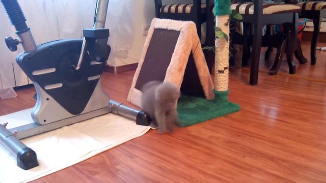 Кошечка скотиш -фолд