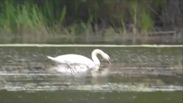 Белый лебедь на реке Нейва в Алапаевске. смотреть онлайн