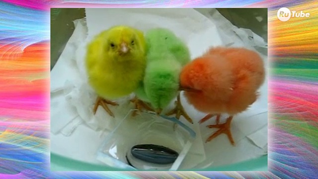 Животные с нереальным окрасом смотреть онлайн