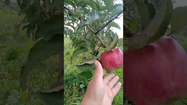 Сорт яблони Легенда. смотреть онлайн