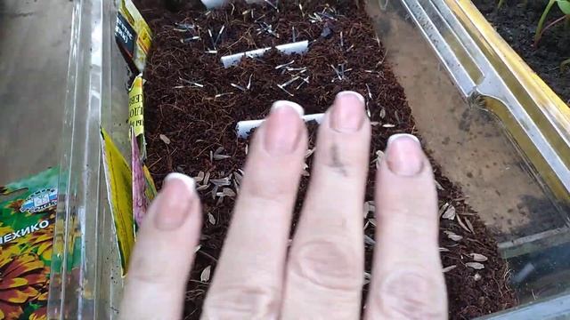 Хотите толстую рассаду ЦИННИИ? Сажайте только так смотреть онлайн