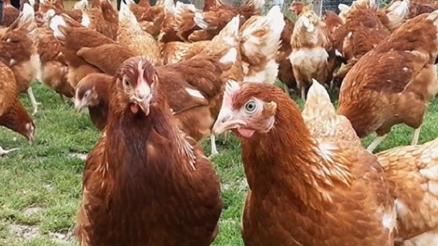 Разведение кур Ломан Браун как бизнес идеи | Кросс Куры Ломан Браун смотреть онлайн