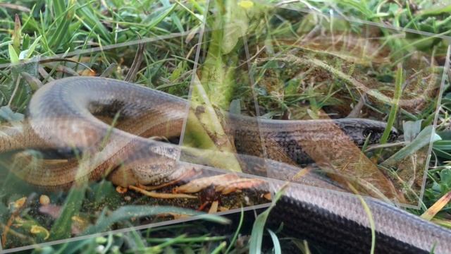 Slow Worms | The Complete Guide смотреть онлайн
