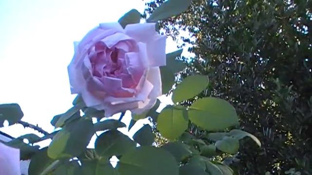 Old Rose 'Conrad Ferdinand Meyer'
