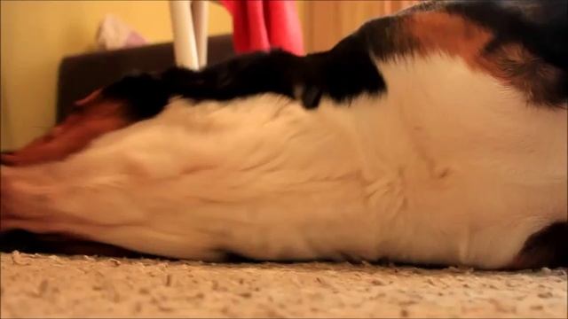 Большой швейцарский зенненхунд_Смех Грея_Сант Эстива Данила смотреть онлайн