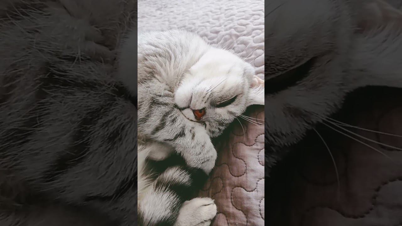 Сонный котик #music #games #рекомендации смотреть онлайн
