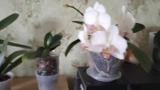 Орхидеи сушат бутоны? Одна из причин! смотреть онлайн