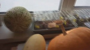 Сохраняем кабачки и тыквы до весны!