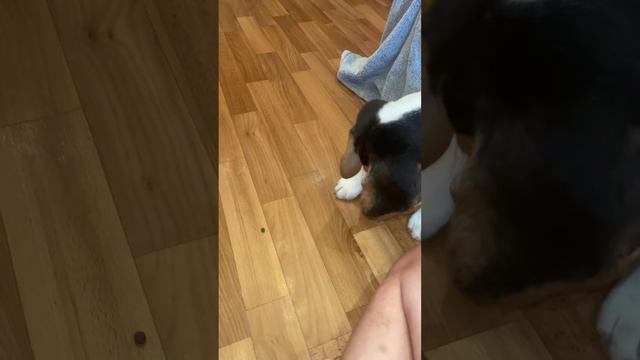 Дрессировка бигля 1,5 месяца Beagle training🐶#beagle #dog смотреть онлайн