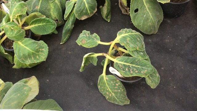 ГЛОКСИНИЯ НЕ УШЛА НА ПОКОЙ. ЧТО ДЕЛАЕМ??? ПРОБУЖДЕНИЕ.ПЕРЕСАДКА. ПОДКОРМКИ. смотреть онлайн