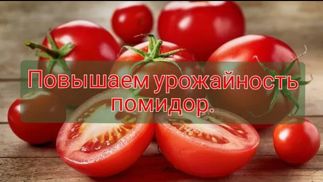 ЧЕМ ПОДКОРМИТЬ ПОМИДОРЫ_ ПОВЫШАЕМ УРОЖАЙНОСТЬ С ПОМОЩЬЮ УДОБРЕНИЙ. смотреть онлайн