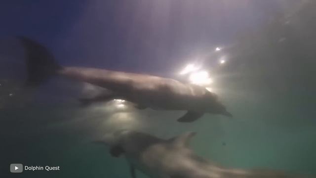 100 Craziest Animal Births Caught on Camera смотреть онлайн