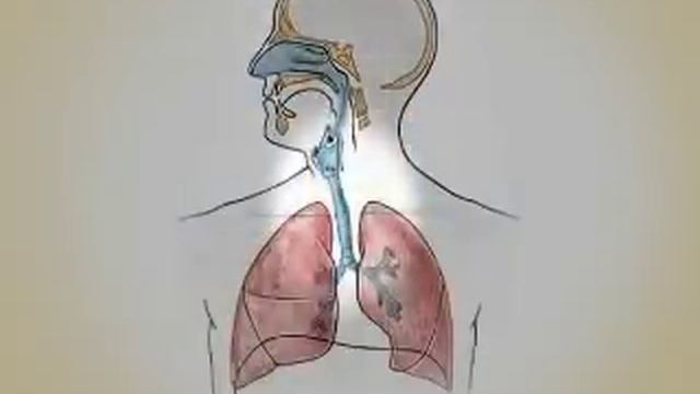 Sistema Respiratório