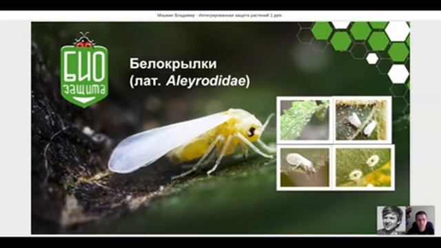 ?️ Интегрированная защита томата, огурца в теплице от таких вредителей, как трипс, белокрылка, клещ смотреть онлайн