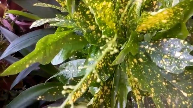 324 - Blooming Croton in my small garden (Hindi /Urdu) 5/3/17 смотреть онлайн